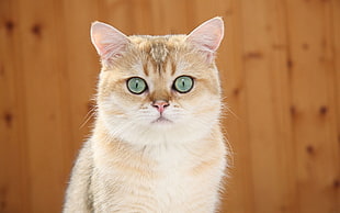 selective photo of orange tabby cat HD wallpaper